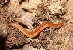 Argonemertes australiensis