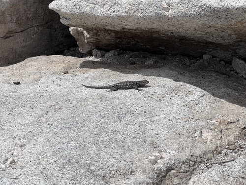 iNaturalist observation photo of Western Fence Lizard