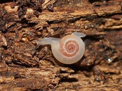 Meredithena dandenongensis