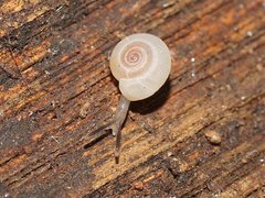 Meredithena dandenongensis