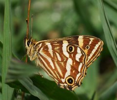 Oreixenica kershawi