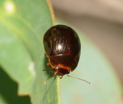 Paropsisterna rufipes