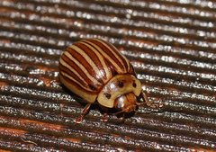 Paropsisterna lignea