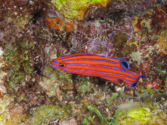 Candy Basslet photo 1