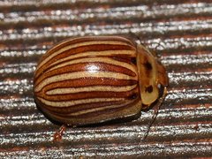 Paropsisterna lignea