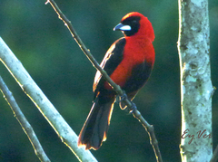 Ramphocelus nigrogularis
