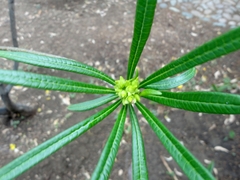 Cascabela thevetioides