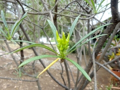 Cascabela thevetioides
