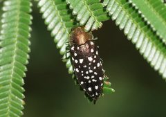 Diphucrania leucosticta