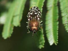 Diphucrania leucosticta