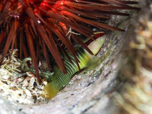 Greenband goby (Tigrigobius multifasciatus) — Gobiidae — 2