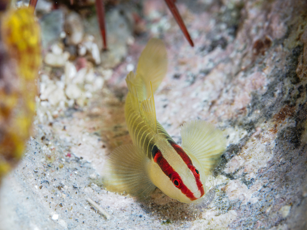 Greenbanded Goby
