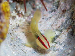 Greenbanded Goby photo 1