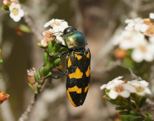 Castiarina dimidiata, 2018-01-15