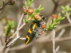 Castiarina dimidiata