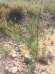 Tamarix chinensis