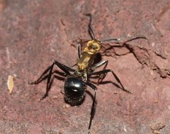 Polyrhachis semiaurata
