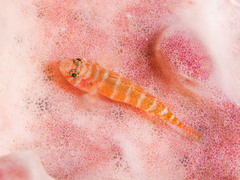 Rusty Goby photo 5