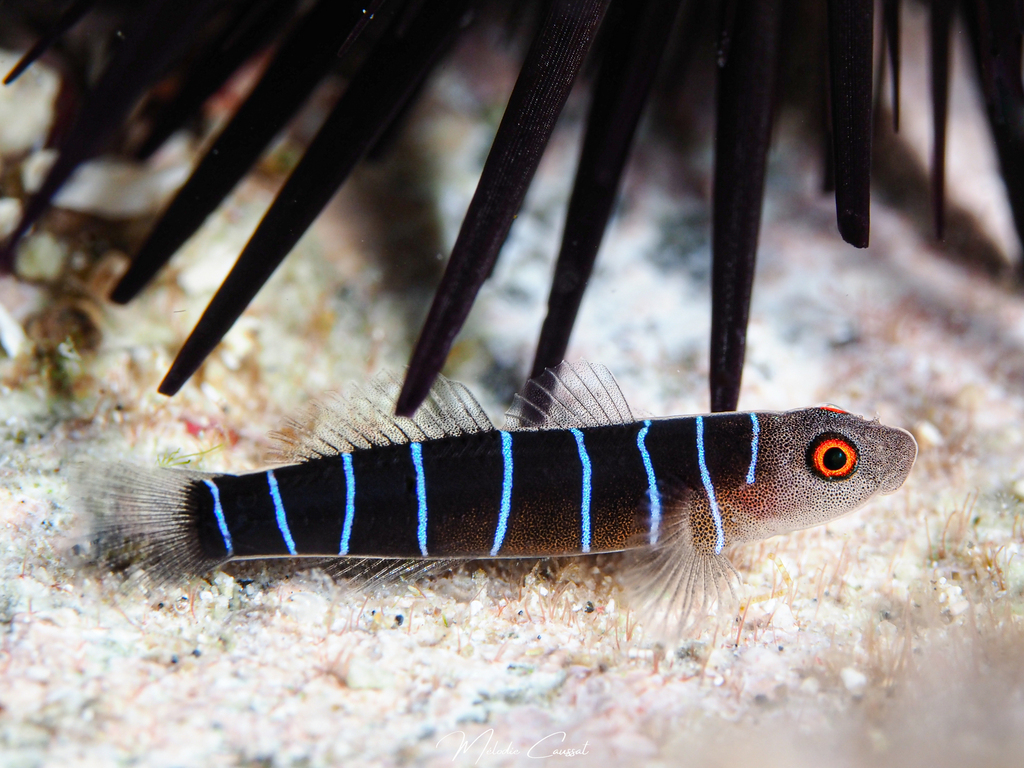Ninelined Goby