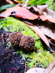 Lycoperdon compactum