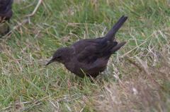 Cinclodes antarcticus antarcticus