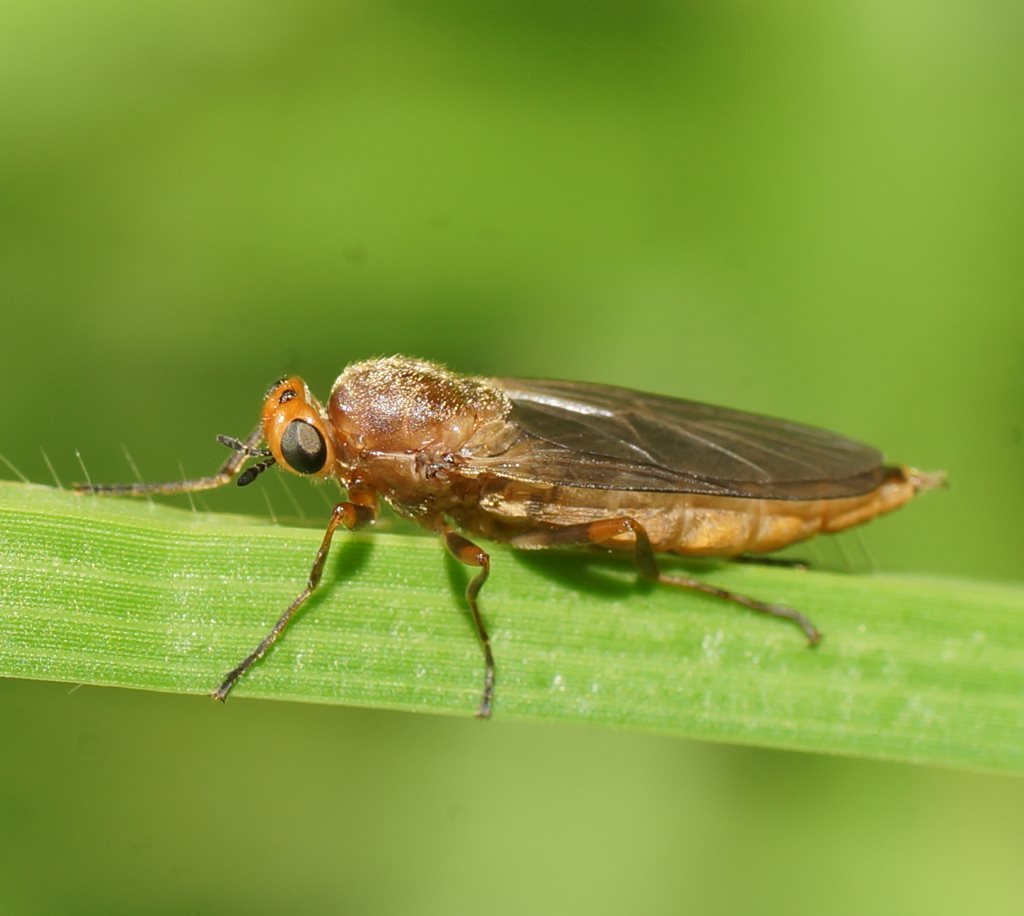 Chiromyzinae