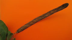 Bignonia corymbosa