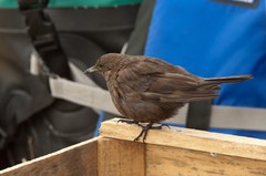 Cinclodes antarcticus antarcticus