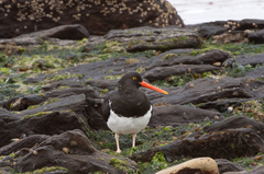 Haematopus leucopodus