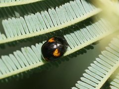 Peltoschema tetraspilotum