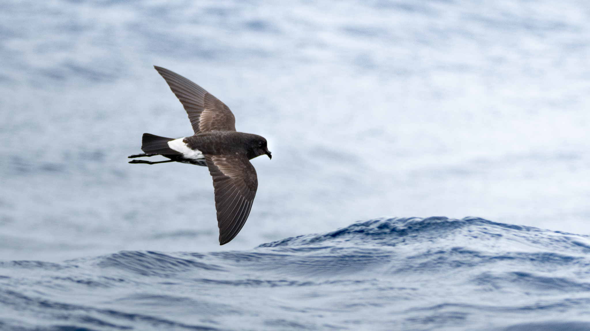New Zealand Storm-Petrel illustration