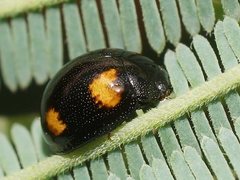 Peltoschema tetraspilotum