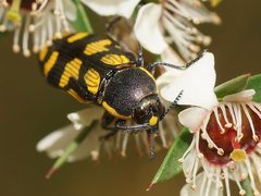 Castiarina octospilota