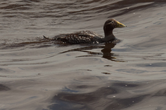 Tachyeres brachypterus