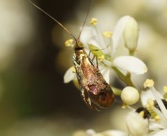 Nemophora
