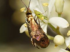 Nemophora
