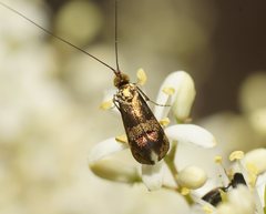 Nemophora