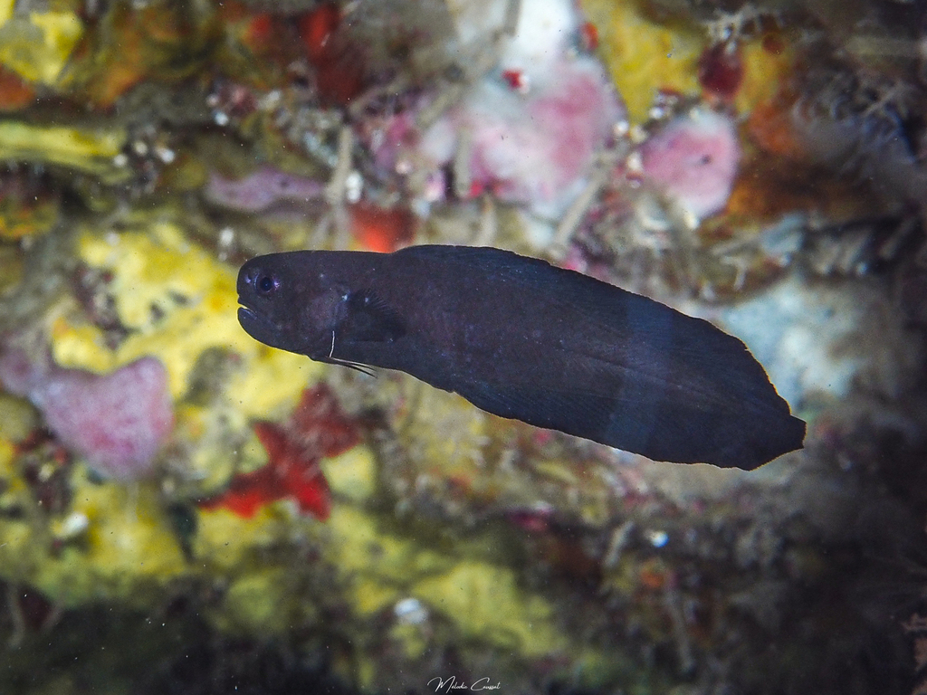 Black Brotula