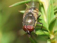 Stomorhina discolor