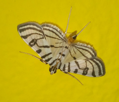 Conchylodes concinnalis