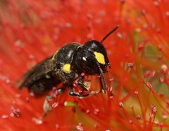 Amphylaeus morosus