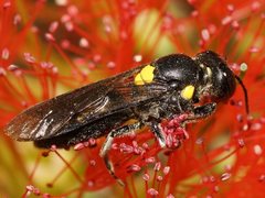 Amphylaeus morosus