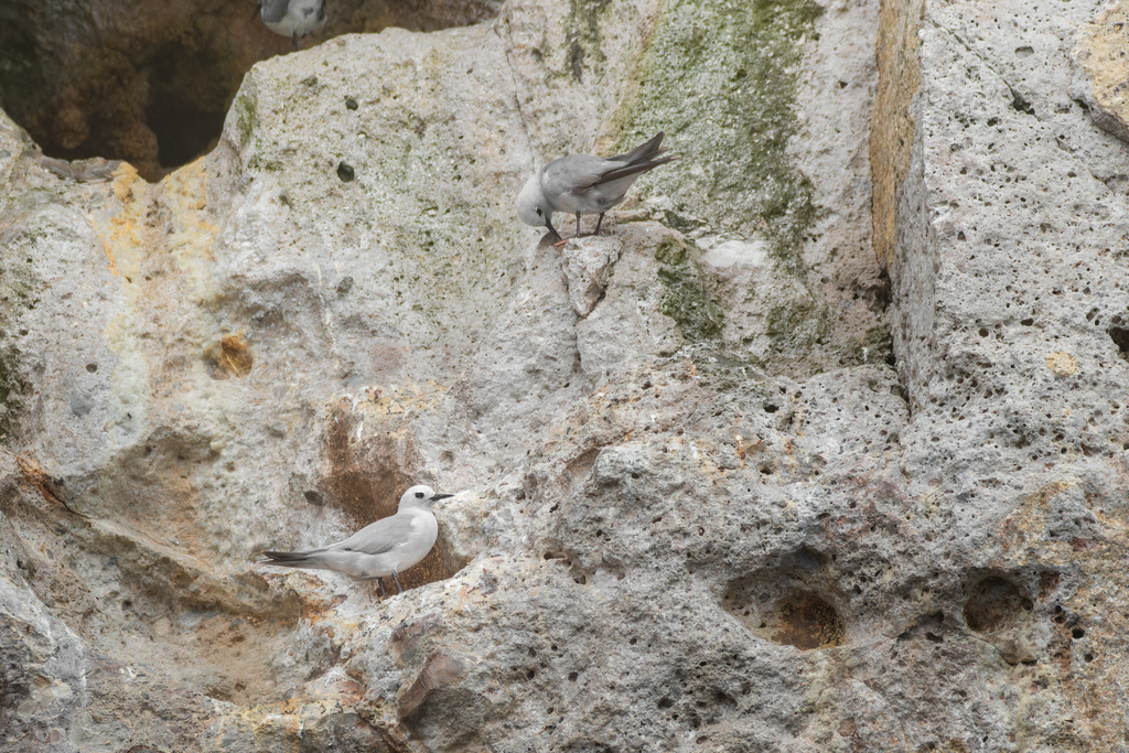 Grey Noddy