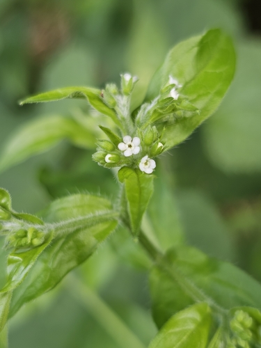 virginia stickseed