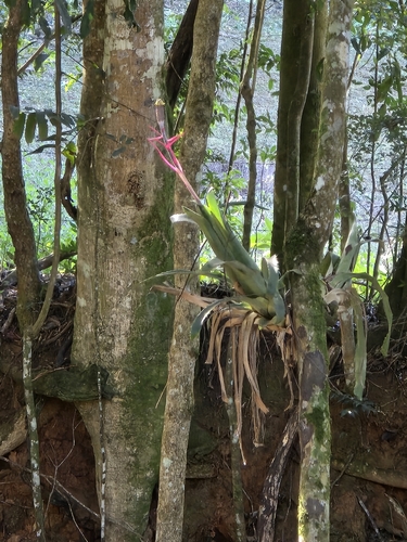 Image of Aechmea bromeliifolia by (c) Filipi Miranda Soares, some rights reserved (CC BY)