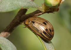 Rhaebosterna interruptofasciata