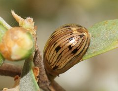 Rhaebosterna interruptofasciata