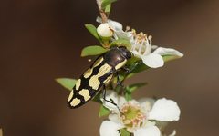 Castiarina decemmaculata