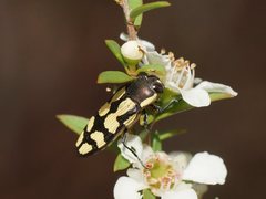 Castiarina decemmaculata