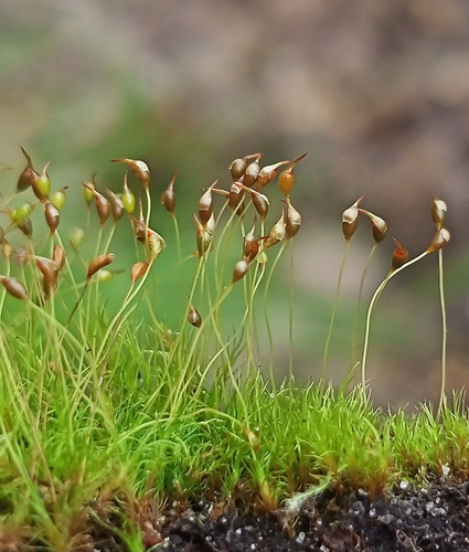 Dicranella subulata